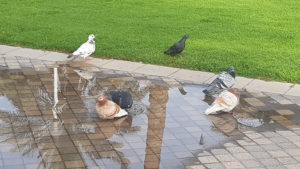 pigeons of diffrent colours sipping water from the puddle next to the grass