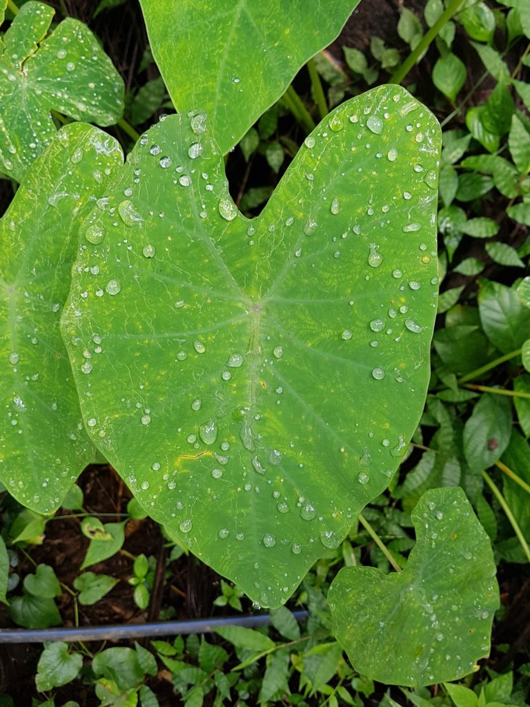 dew drops on leaf