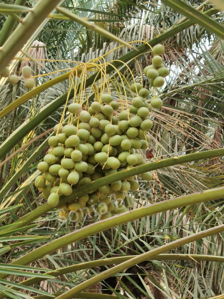 bunch of date fruit on tree