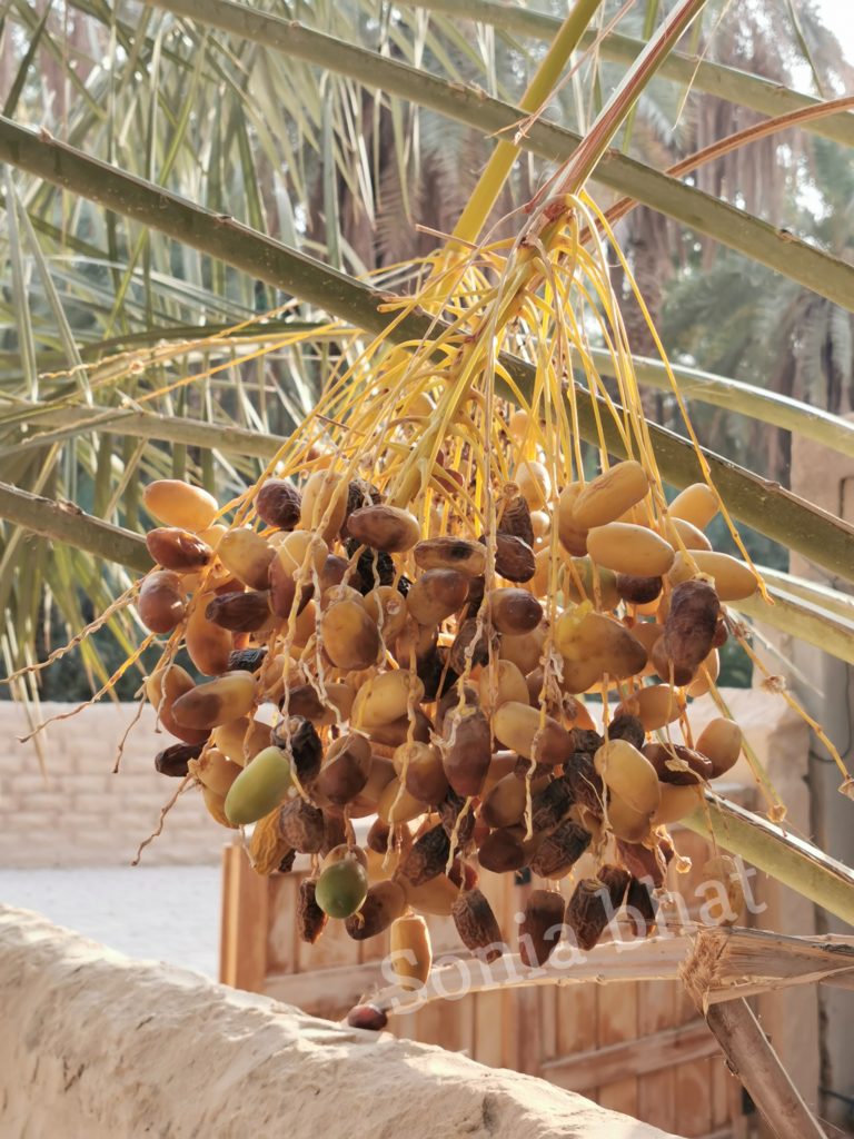 various stages of ripening of dates