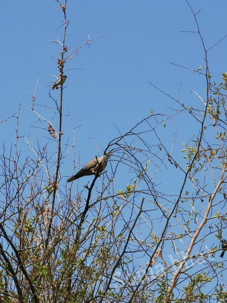bird perched atop tall tree