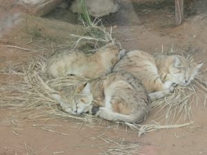 baby wild cats sleeping cozily
