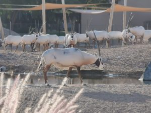 oryx at the zoo
