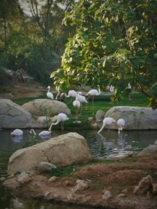 flamingos taking dip at the pond